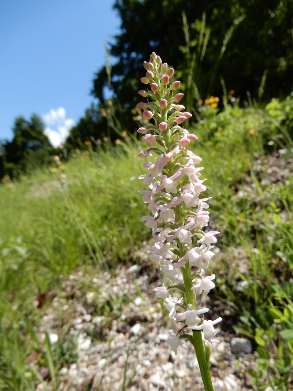 di che orchidea si tratta